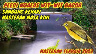 Burung Pleci Ngalas Nembak wit-wit Sambung Kenari , Masteran Burung Pleci Terbaik 2023