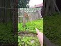 Забор держится на подпорках. | РКИ