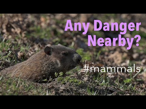 Groundhog (Marmota monax) - Any Danger Nearby?
