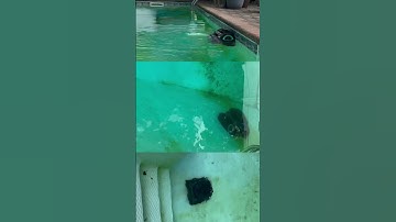 Aiper Scuba S1 Pro: The Future of Pool Cleaning! 🌊✨