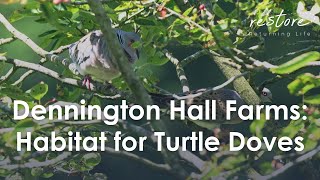 The race is on to save the turtle dove