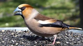 Dlask tlustozobý Coccothraustes coccothraustes Hawfinch