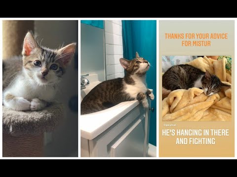 Video: Savannah Cat Luna'nın EVO984 ile Ölümcül FIP Üzerinden Olağanüstü Tedavisi