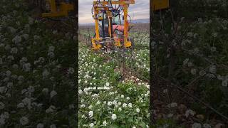 Field Demo Of Pre Pruner For Vineyards || Made By Cellier Boisset France || #Shorts