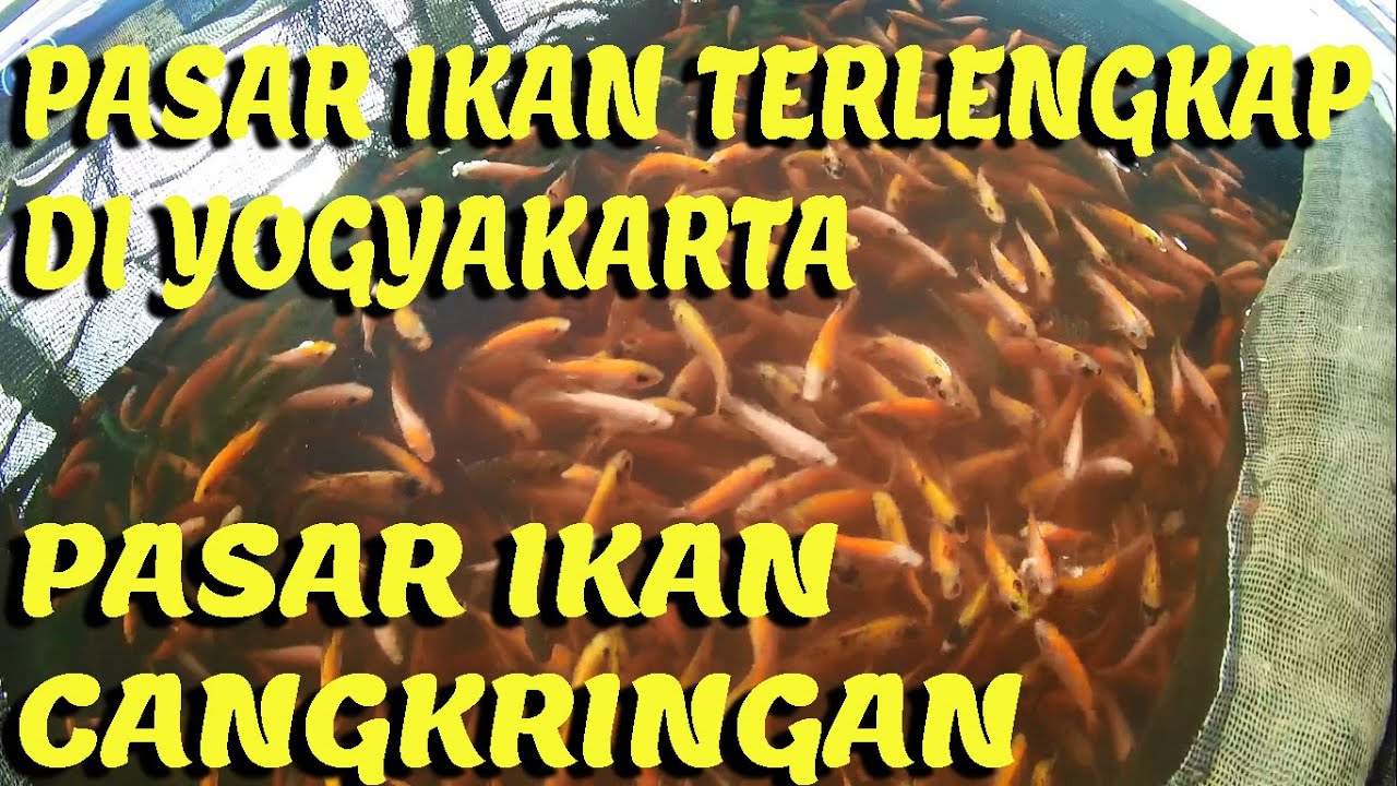 Panduan Lengkap Membeli Bibit Ikan Air Tawar di Yogyakarta: Dari Pemilihan hingga Perawatan