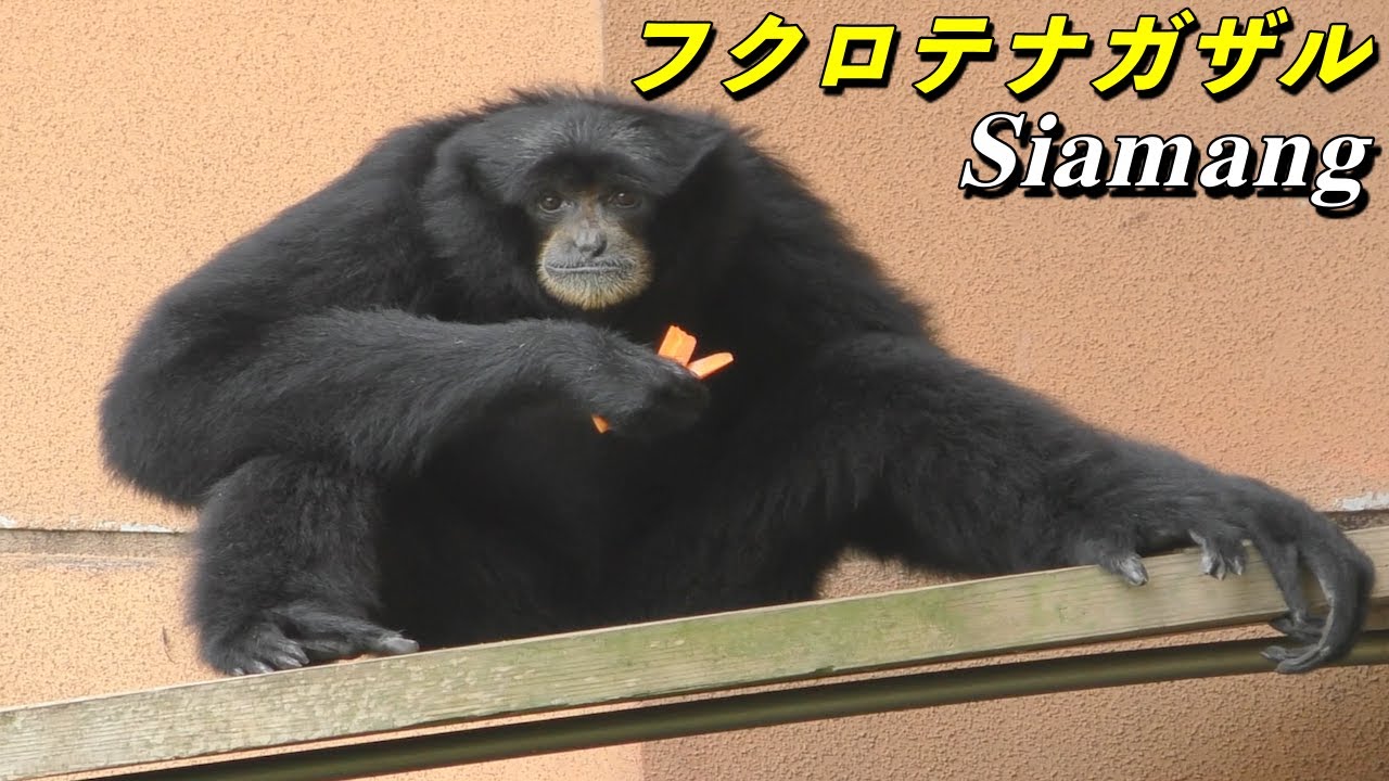 サル フクロテナガザルの生態 面白い鳴き声のテナガザル Siamang Youtube