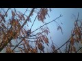 Juodagalvė sniegena / Eurasian Bullfinch HD