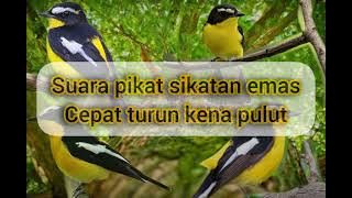 Suara pikat burung sikatan EMAS AUTO POINT #mikatburung #suarapikatampuh #burcil #mp3