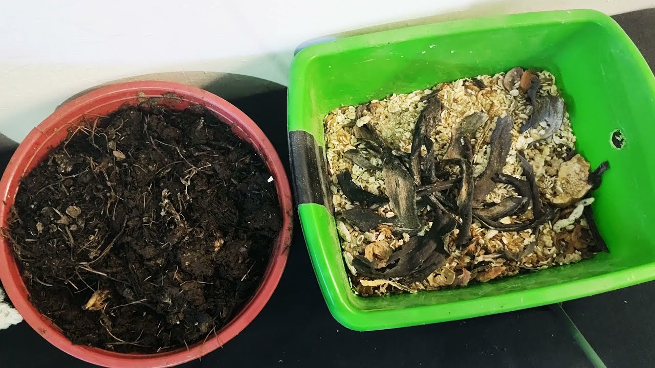 AJOLOTES. ¿Cómo mantengo vivo el alimento? Lombriz, guppys y tenebrios