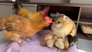 so funny and cute!Kittens take chickens home from the outdoors to sleep. Funny rooster and hen