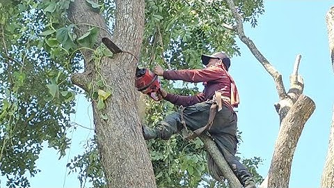 Cưa  cây  dáng  hương tím  siêu  to , Siêu  nhánh .Ở  nhà  bàng. Cưa  cây  kỷ thuật cao