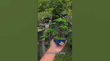 Bonsai: The Art of Growing Cute Trees