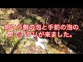 渓流の女王様を求めて！　アマゴ（ヤマメ）釣り^_^