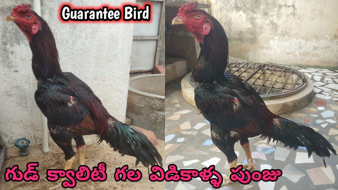 Good Quality Old Line Punju||Pure Vidikalla Breed||8074334157||Guarantee Bird||