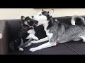 My huskies meeting for the first time was a Disaster!!