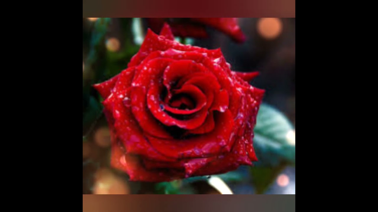 The most beautiful roses 🌹 