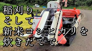 【稲刈り】圧倒的に美味しい炊きたて新米コシヒカリ