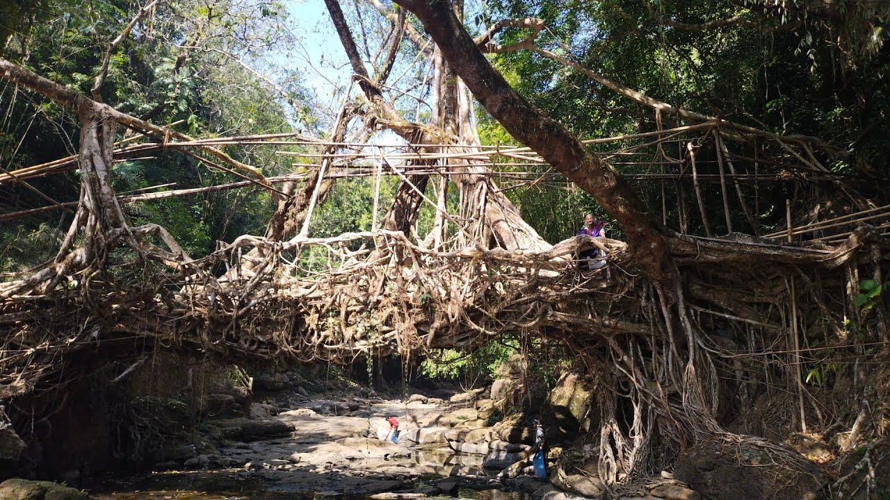 Root Bridge Assam 14 February 2025 Living Root Bridge Mawlynnong Assam Meghalaya Tour ...