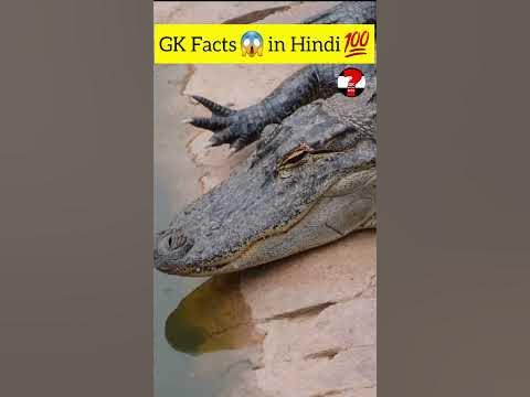 Crocodiles weight is 1,000 Pounds 💯 #shorts 😱 #crocodiles related facts