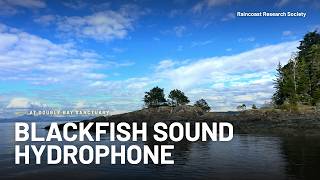 Blackfish Sound Hydrophone Livestream | Raincoast Research Society