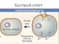 Как клетки поддерживают постоянство объема Горячев А.С.