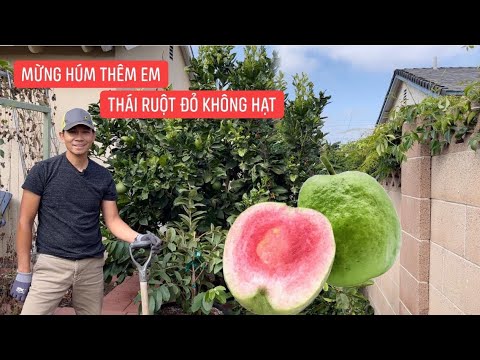 Video Trồng Được Cây Ổi Thái Ruột Đỏ Ông Thợ Mừng Húm, Nấu... - youtube
