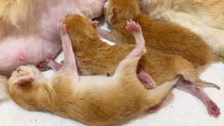 Adorable moments of three one hour old kittens.