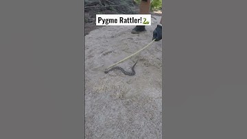 Camera Man Bitten by Rattlesnake! Whoops! Don’t Play with Snakes! #shorts