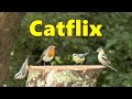 Catflix  birds for cats to watch extravaganza  8 hours 