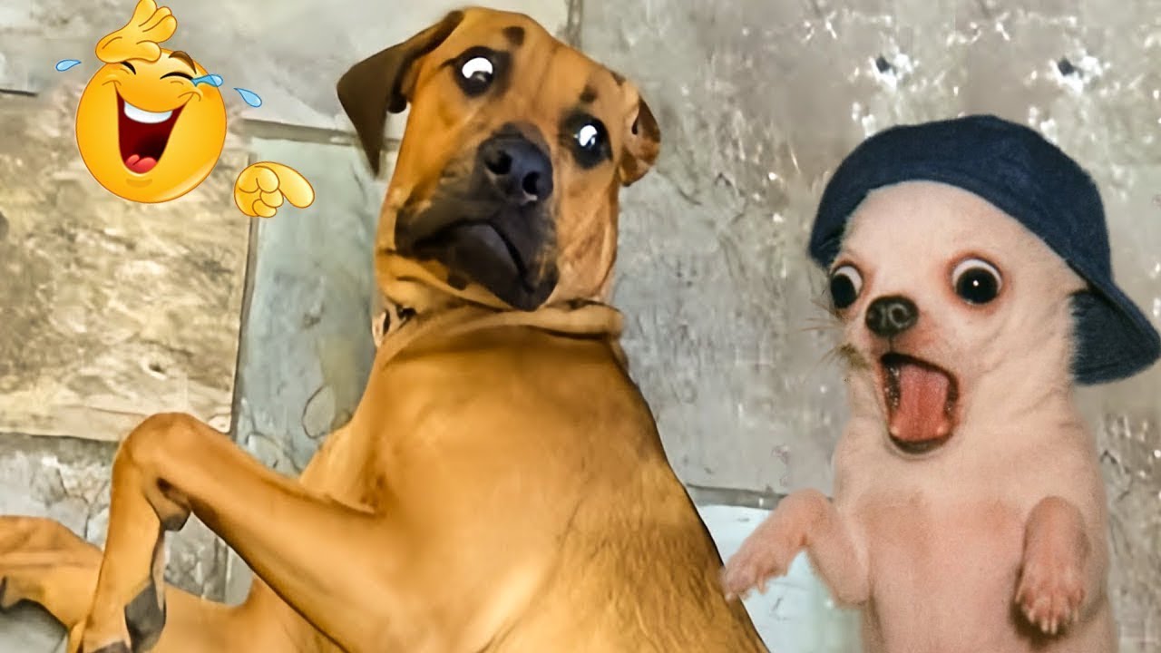 FUNNIEST DOGS On The Internet 😂🐶 I DARE You NOT to LAUGH #54