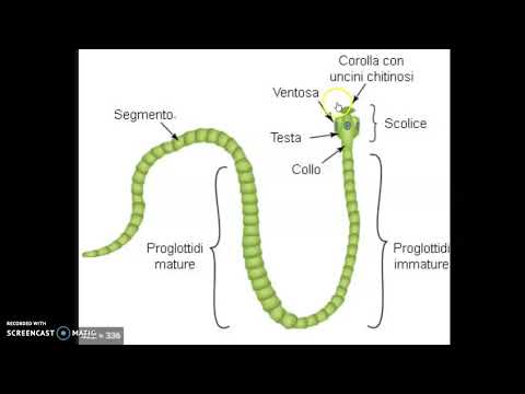 Video: Differenza Tra Cnidari E Platelminti