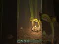 Spider Trigger Warning | Cardboard Bat | Grounded #shorts