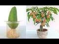 How to grow a mango tree in water from a store bought mango