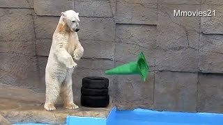 三角コーンを投げるキャンディ~Polar bear throw the cone