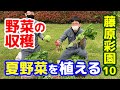 【藤原彩園 再生プロジェクト】第10弾!!【藤原産業】が家庭菜園を作る～収穫と夏野菜を植える～