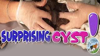 Guinea pig giant massive sebaceous cyst removal
