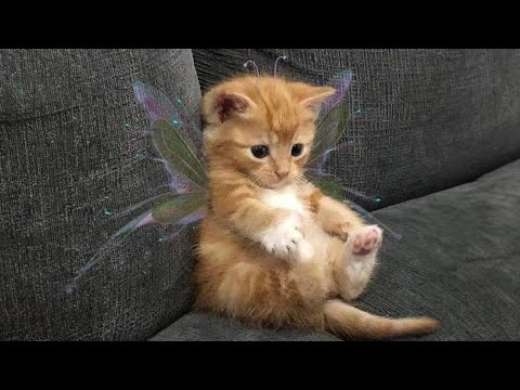 These Adorable Kittens Will Instantly Brighten Your Day 🥹💖