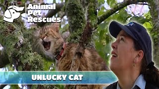 Intense Rescue to Save a Cat Trapped in a Tree | Full Episode | Animal House Heroes