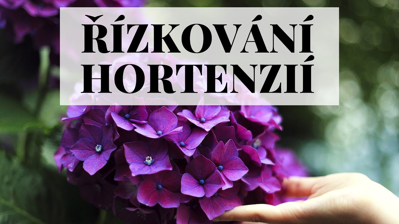 Jak jednoduše množit hortenzie řízkováním