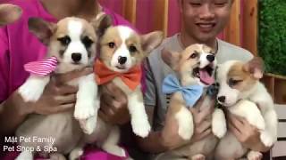 Mông to chân ngắn , đàn Corgi con của Meo xuất chuồng cute quá xá