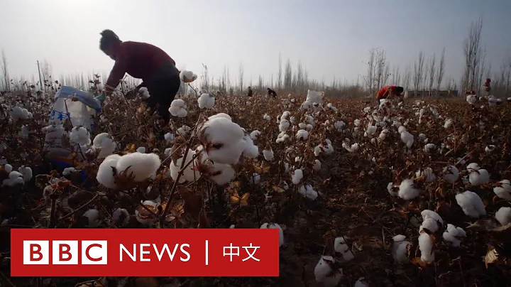BBC新疆調查：中國棉花行業背後的維吾爾人強迫勞動－ BBC News 中文 - 天天要聞