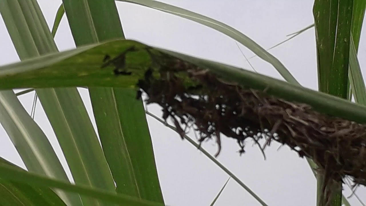 Ants nest made at the lower surface of sugarcane leave YouTube