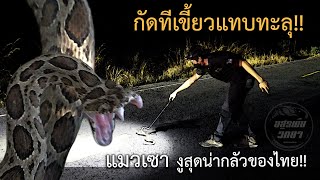 แมวเซา งูสุดน่ากลัวของไทย!! อสรพิษวิทยา EP.185
