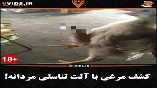 کشف مرغی با آلت تناسلی مردانه!