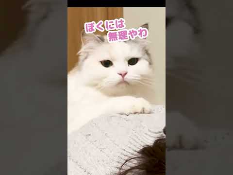 女の人が号泣してたときの猫の反応がコチラ #Shorts