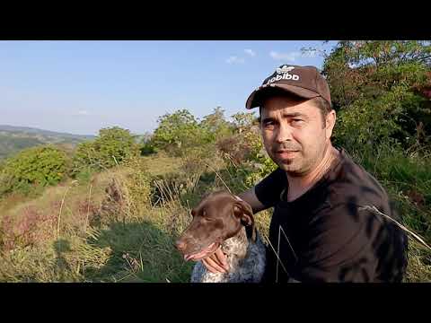 Video: DoggoRamps vă păstrează siguranța animalelor împotriva rănilor din spate