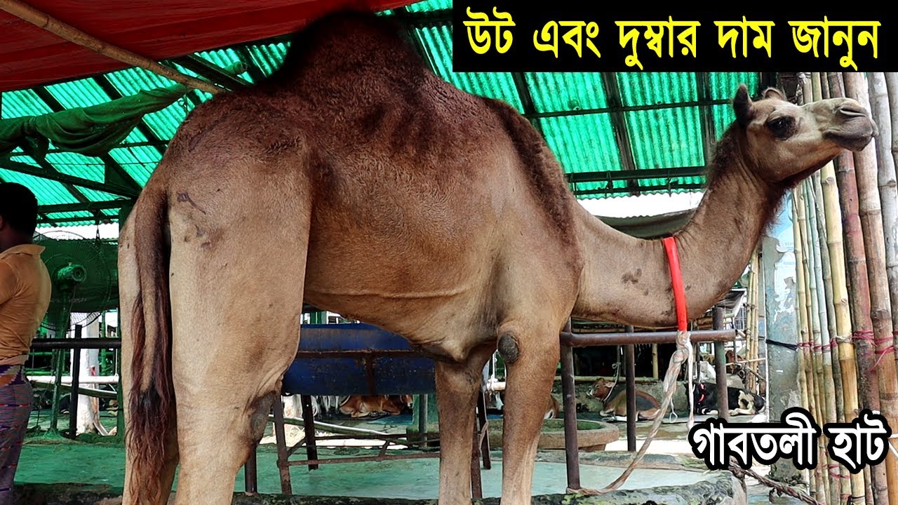 Yalangoch Yekaterina Madalinskaya