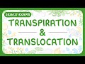 Plant Transport Systems Quiz