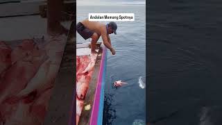 Mancing panen kakap merah #mancing #kakapmerah #panen #alhamdulillah