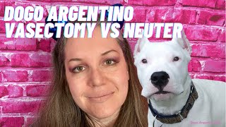 Dogo Argentino Vasectomy vs Dogo Castration by Dogo Argentino USA 1,089 views 2 years ago 9 minutes, 57 seconds